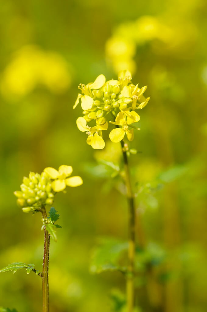 white mustard