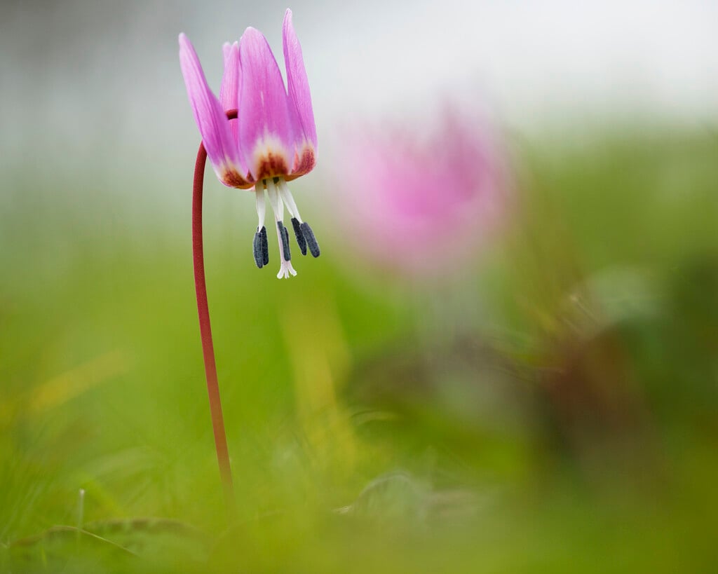 dog's tooth violet 'Old Aberdeen'