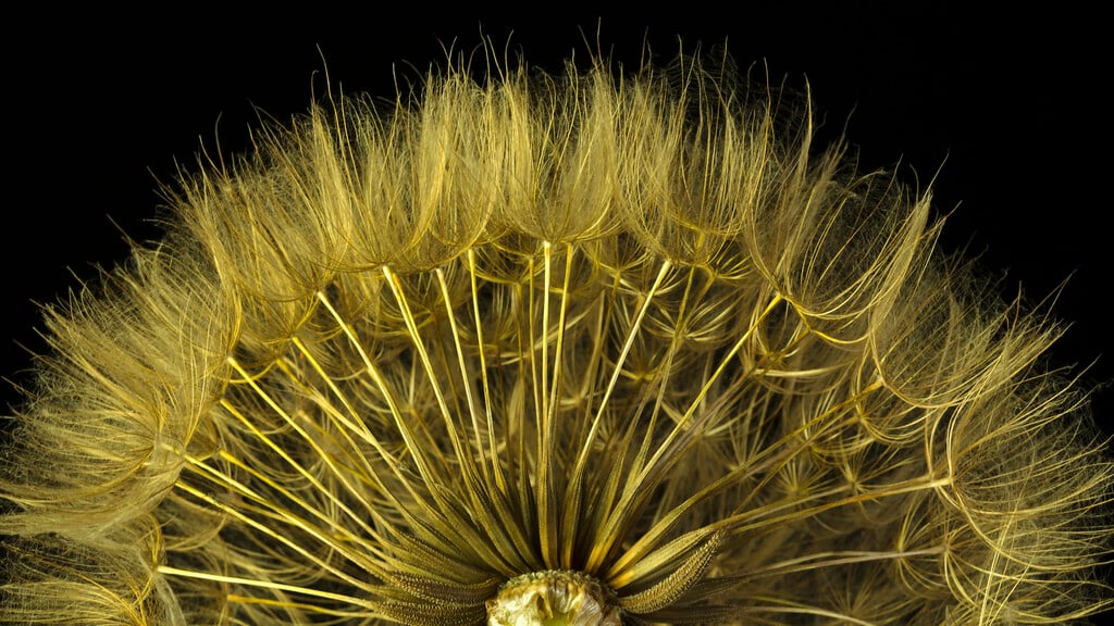 salsify