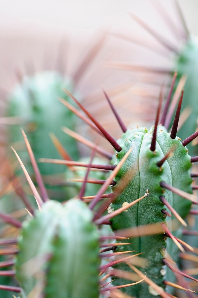 <i>Euphorbia</i> <i>enopla</i>
