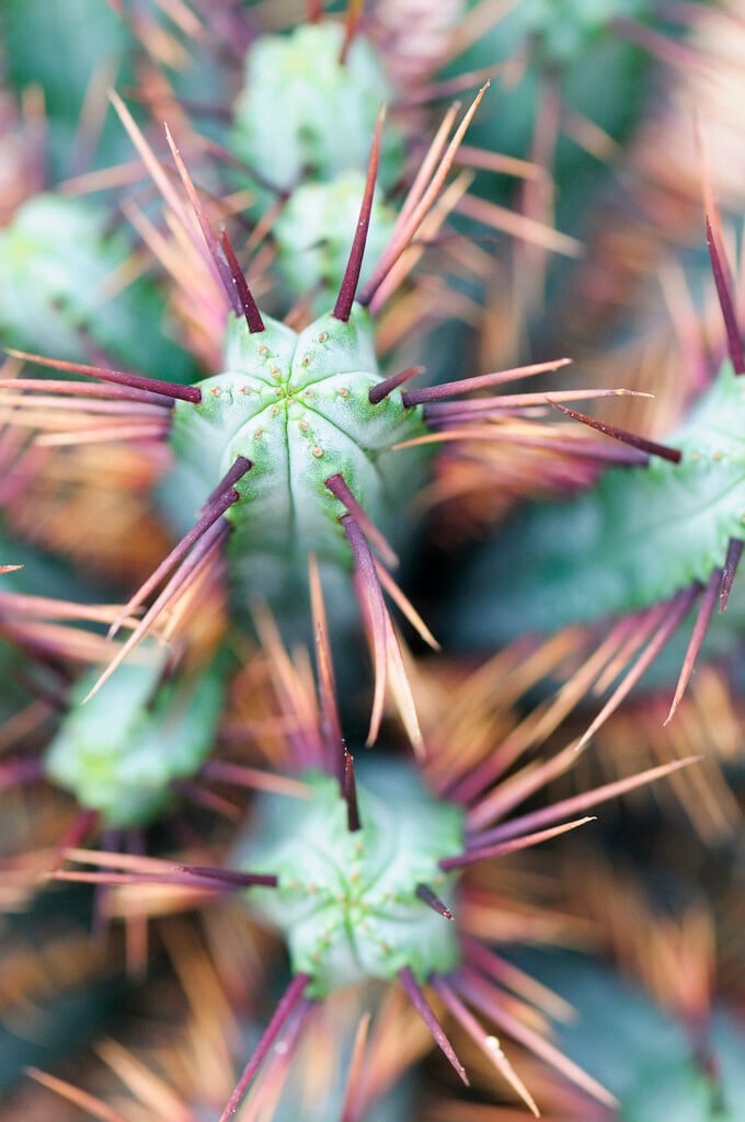 <i>Euphorbia</i> <i>enopla</i>