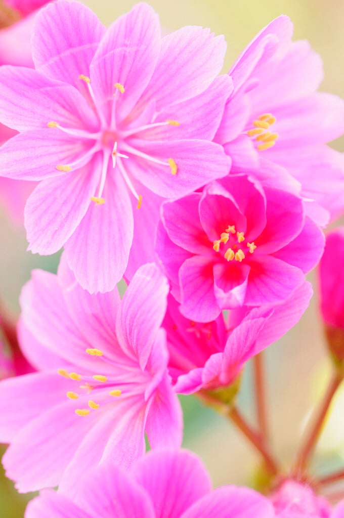 Siskiyou lewisia [Regenbogen]