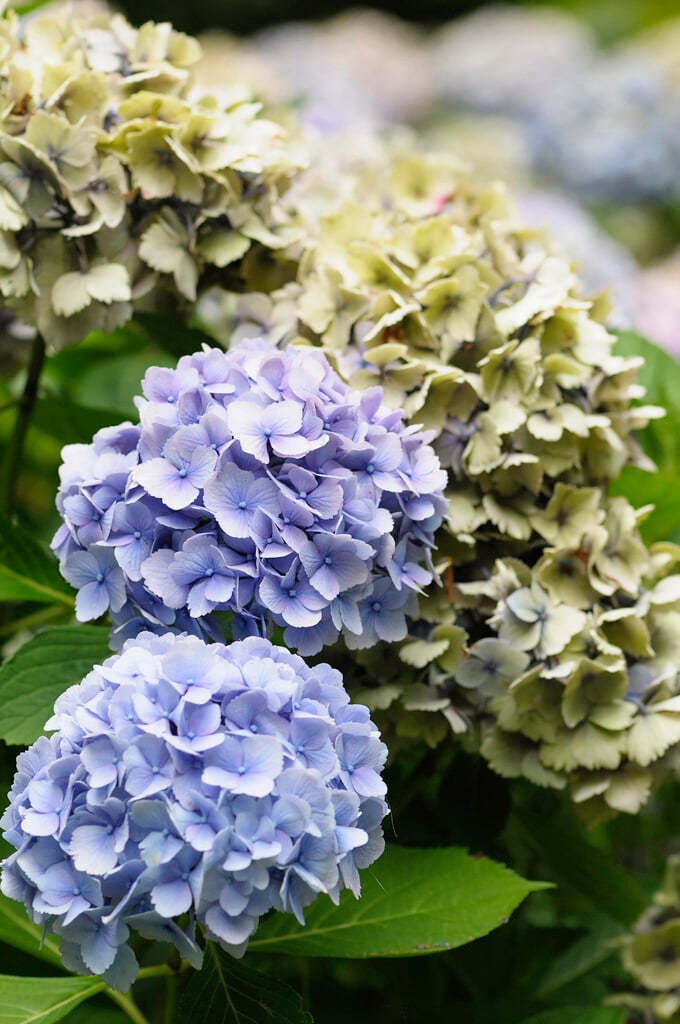 Hydrangea Macrophylla &amethyst& (h D) 