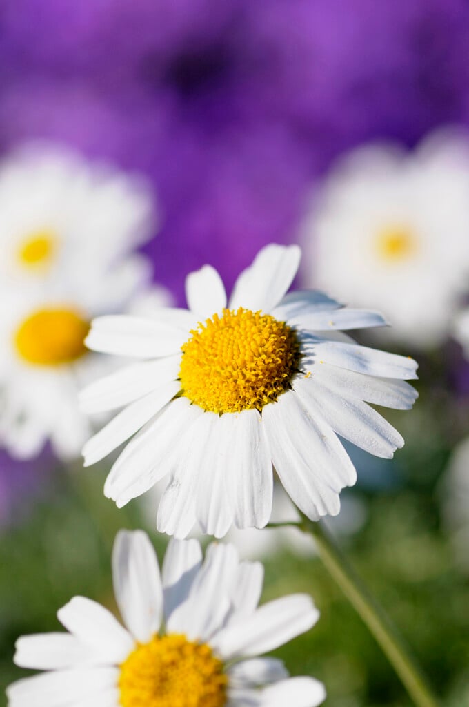 Moroccan daisy