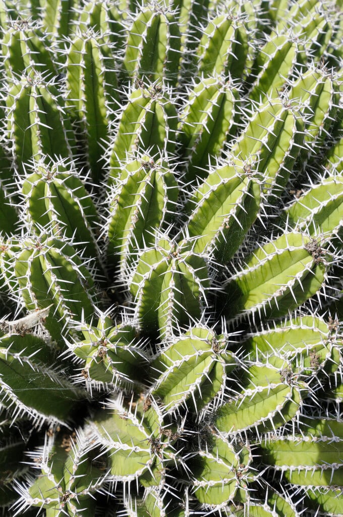<i>Euphorbia</i> <i>officinarum</i> subsp. <i>echinus</i>