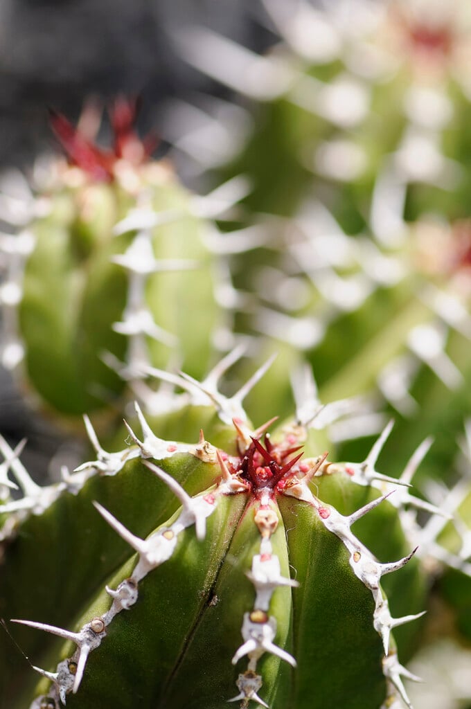 <i>Euphorbia</i> <i>officinarum</i> subsp. <i>echinus</i>