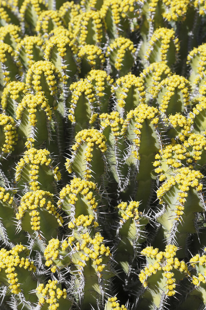 fish bone spurge