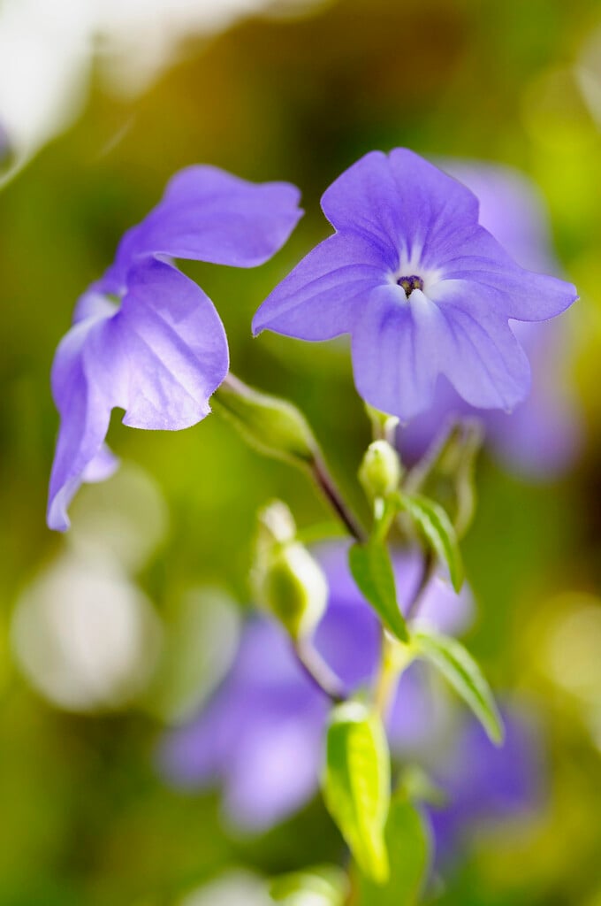 <i>Browallia</i> <i>speciosa</i> 'Jingle Bells' (mixed)