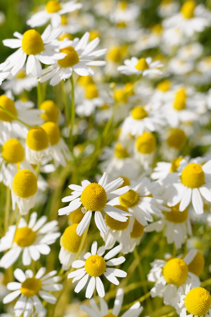 common chamomile