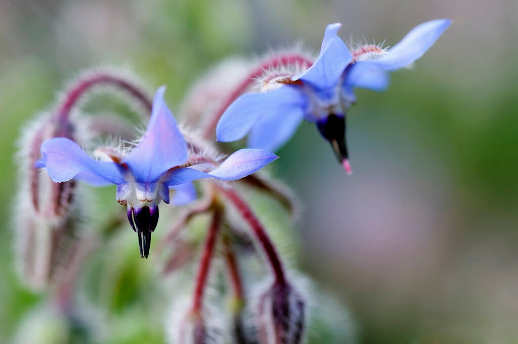 borage