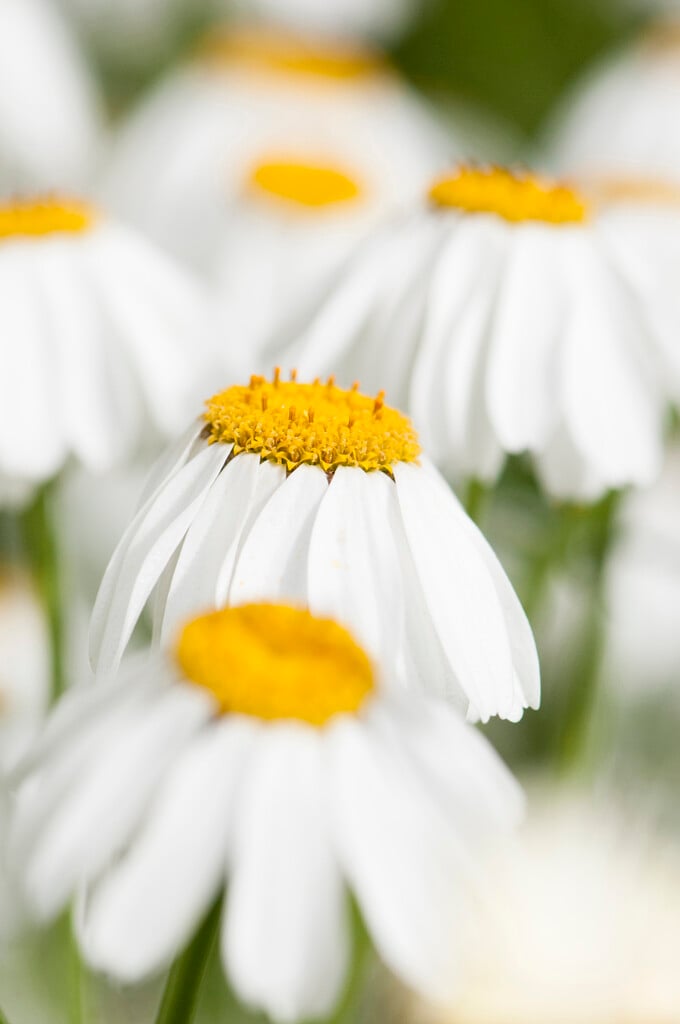 pyrethrum