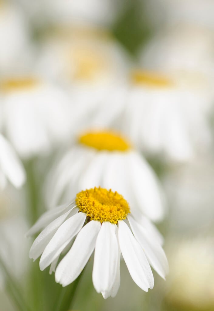 pyrethrum
