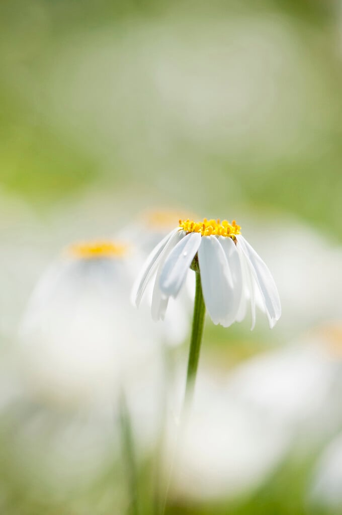pyrethrum