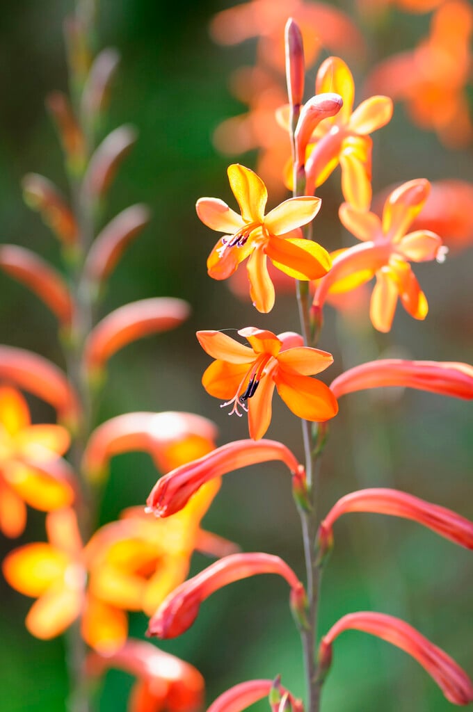 bugle lily 'Stanford Scarlet'