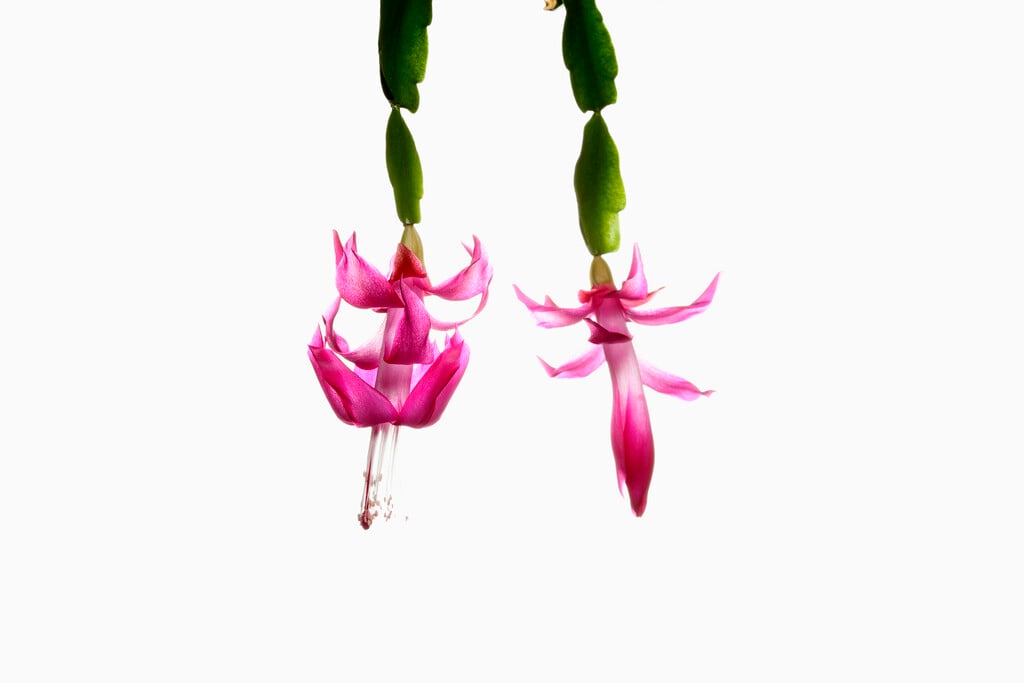Christmas cactus