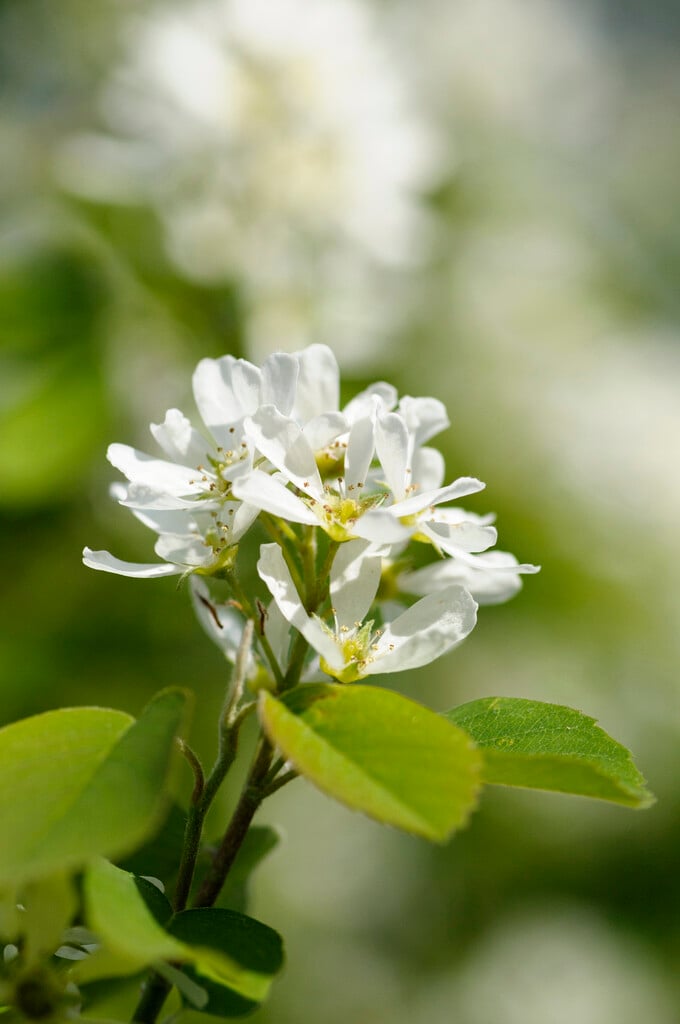 alder-leaved serviceberry