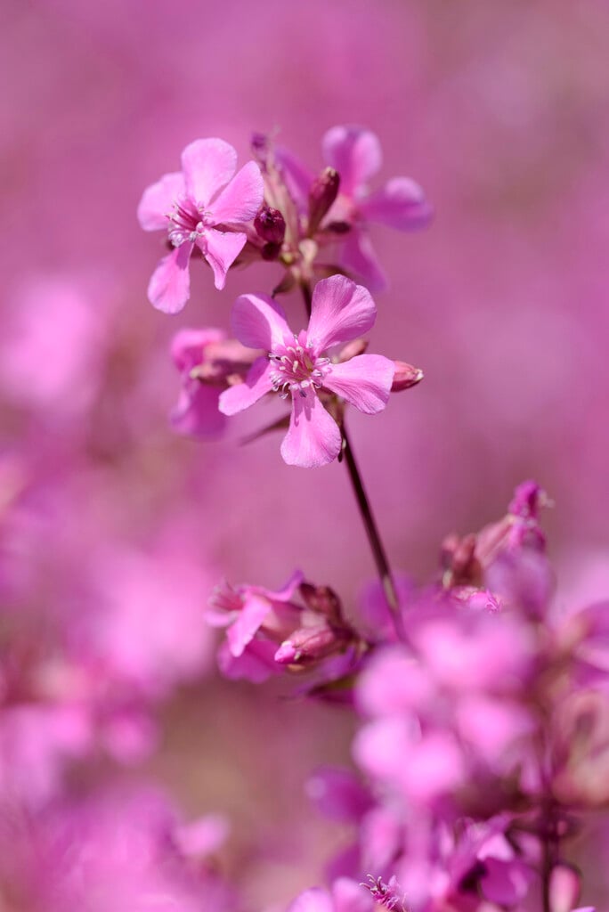 <i>Silene</i> <i>samojedorum</i>