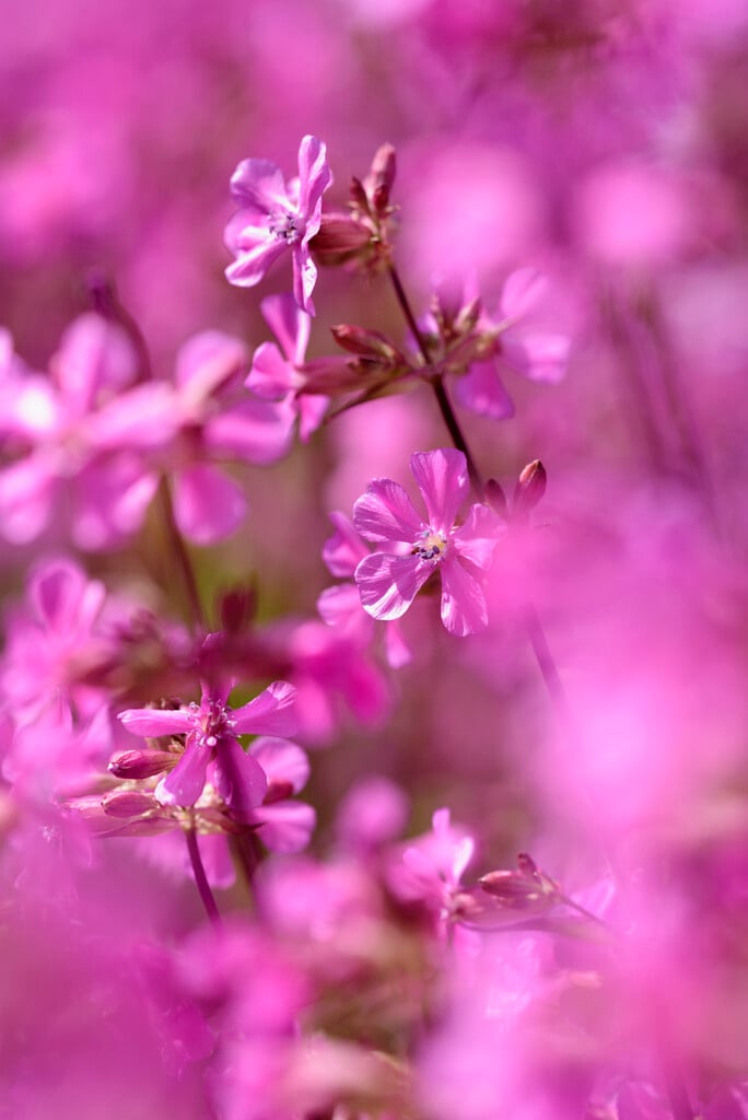 <i>Silene</i> <i>samojedorum</i>
