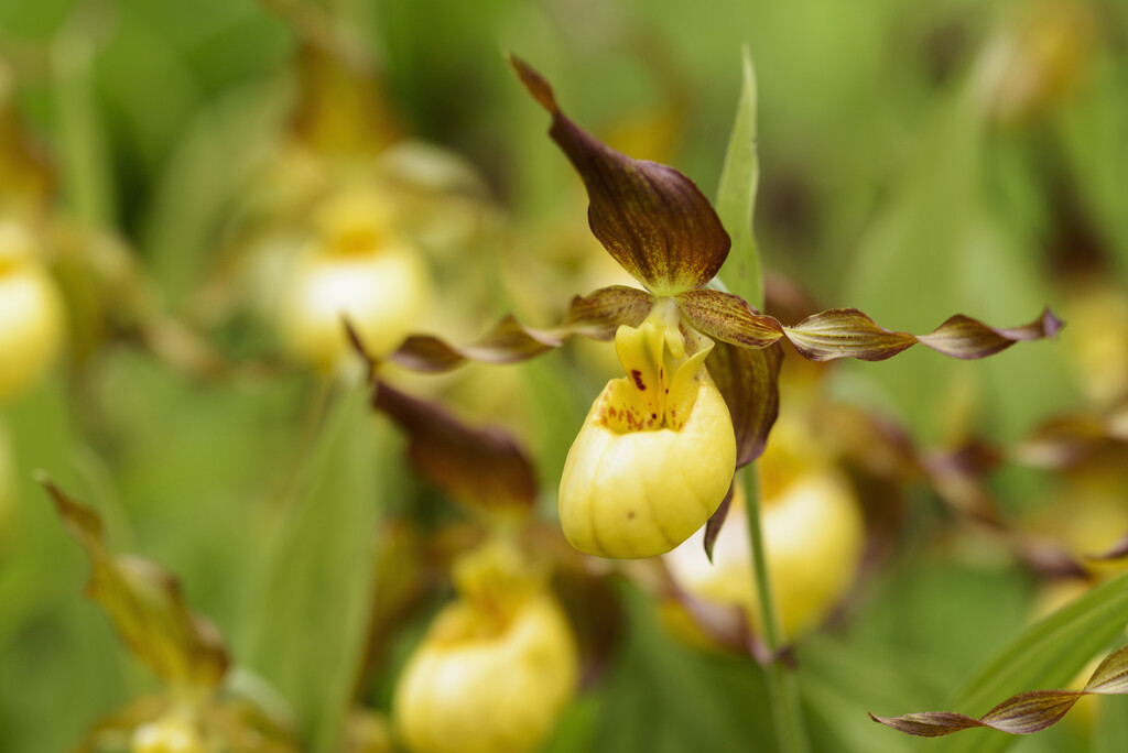 lady's slipper orchid 'Parville'