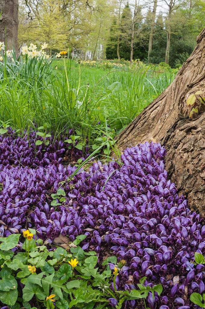 hidden toothwort