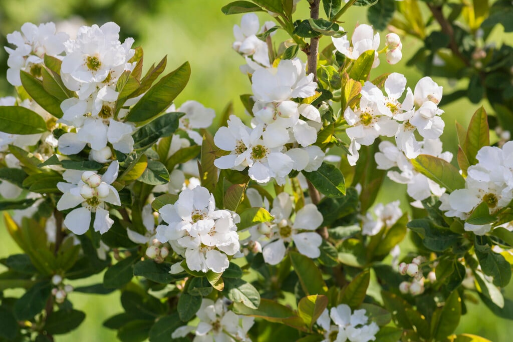 <i>Exochorda</i> <i>serratifolia</i>