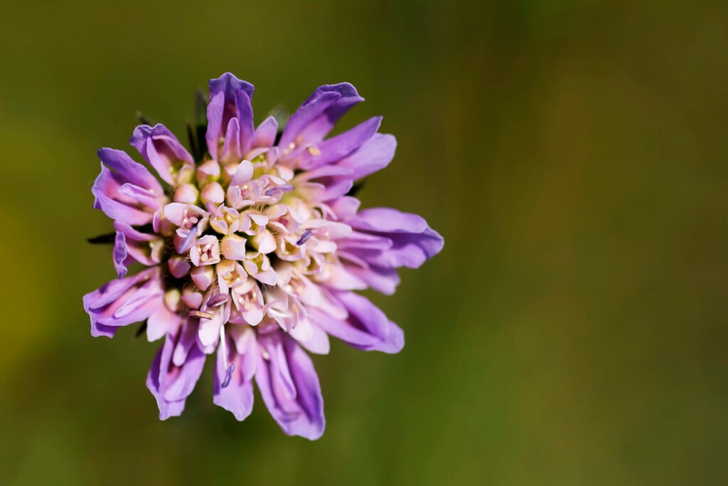 field scabious