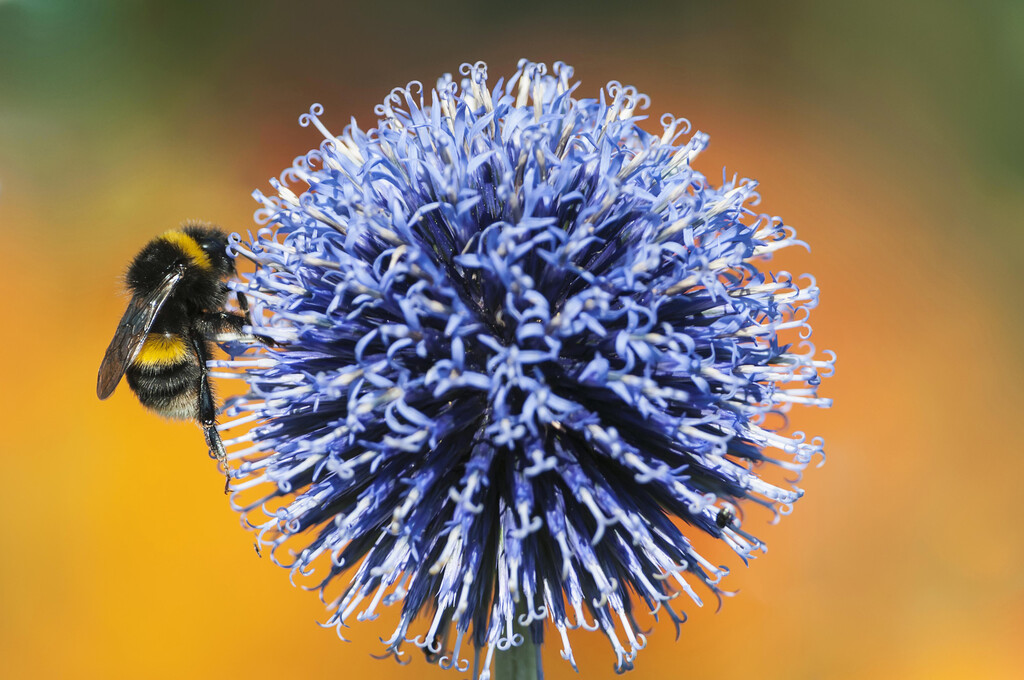 oriental globe thistle