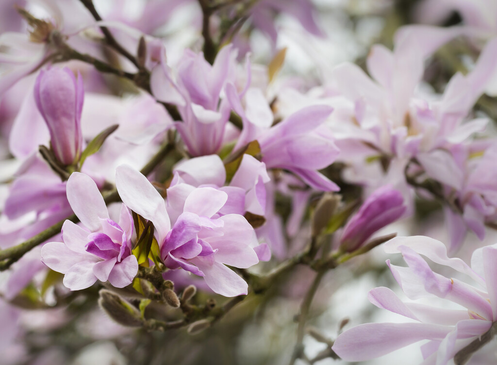 magnolia 'Leonard Messel'