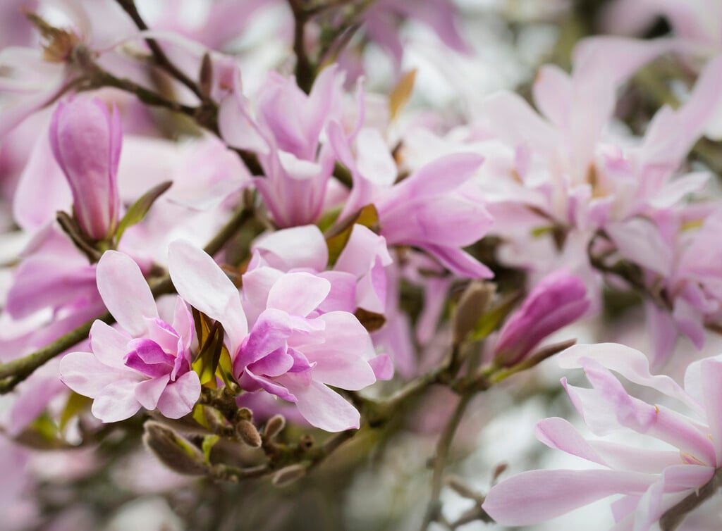magnolia 'Leonard Messel'