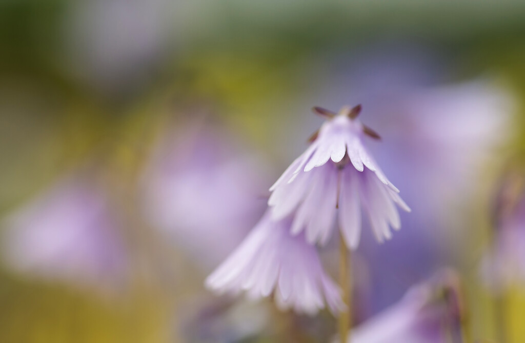 <i>Soldanella</i> 'Sudden Spring'