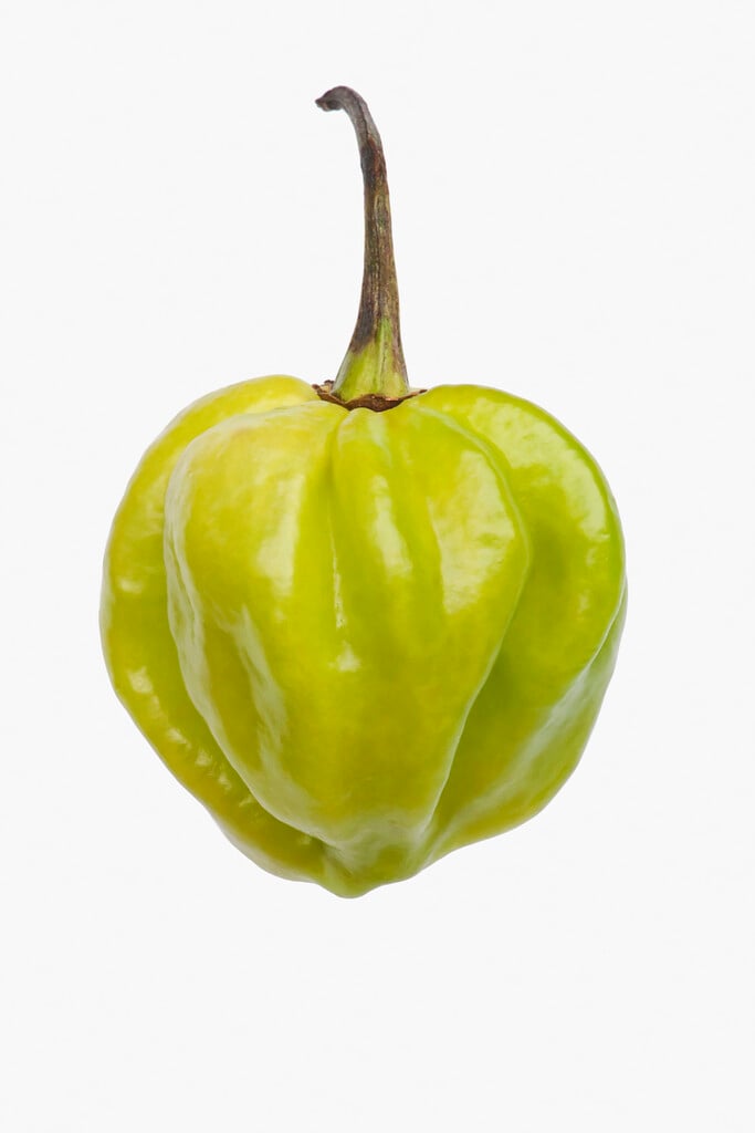 chilli pepper Habanero Group