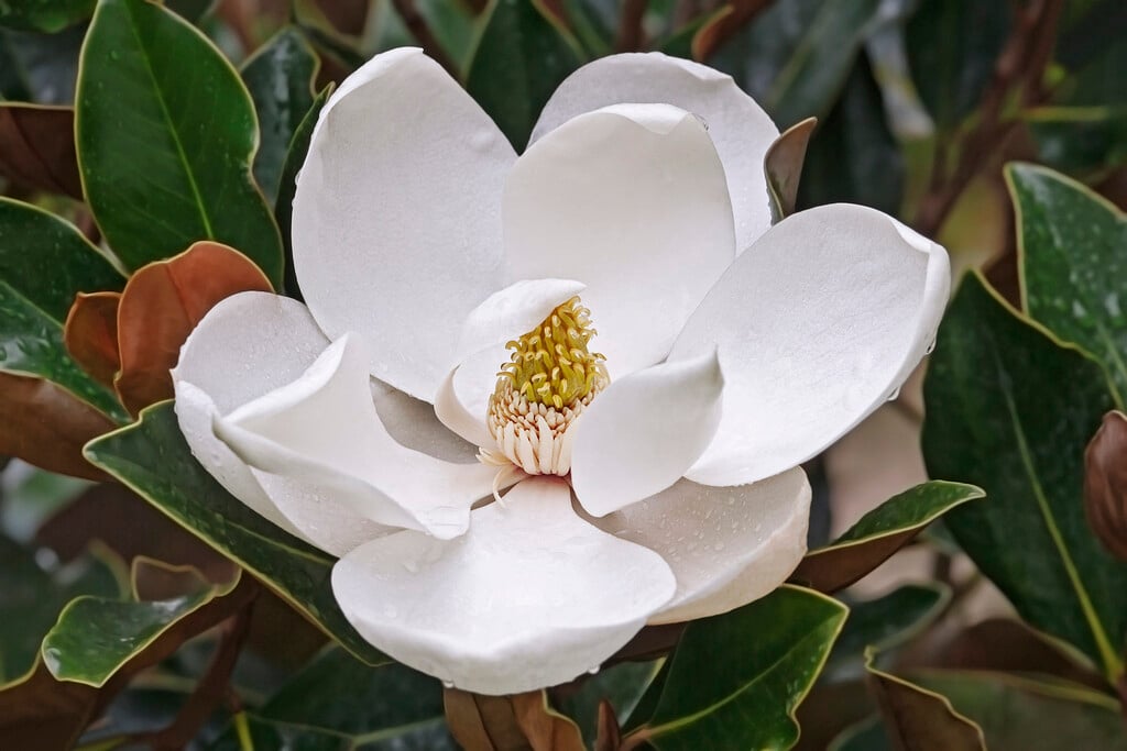 Magnolia grandiflora|evergreen magnolia/RHS Gardening