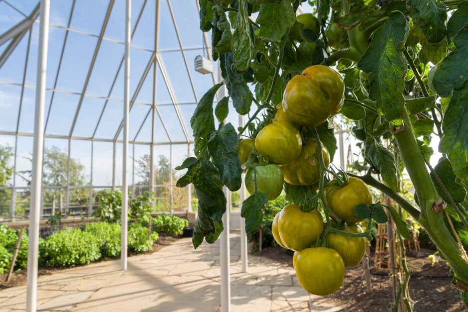 tomato 'Green Zebra'