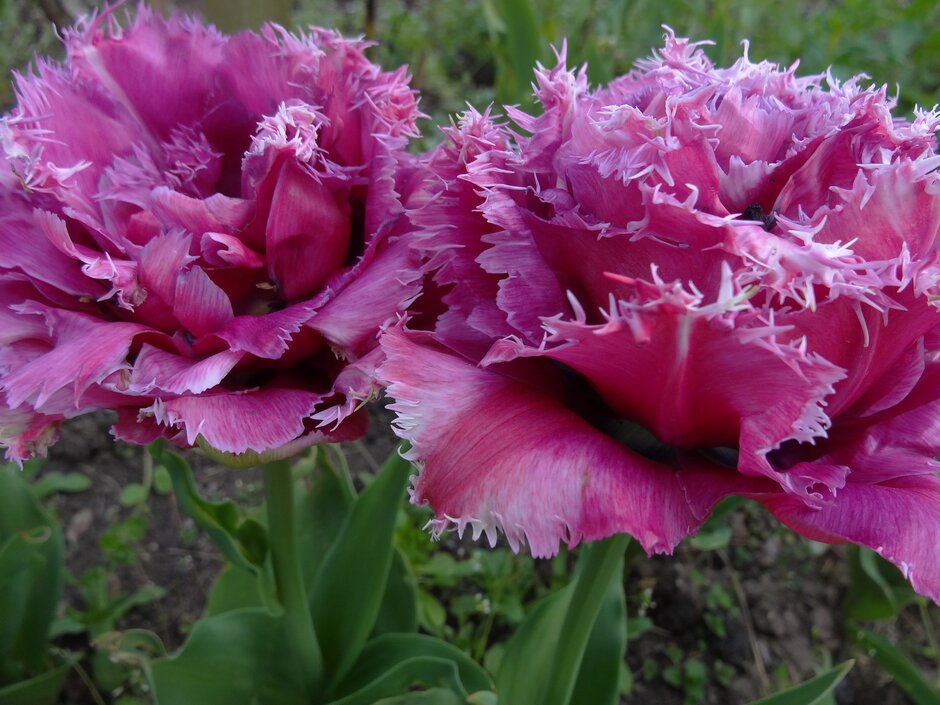 tulip 'Mascotte'