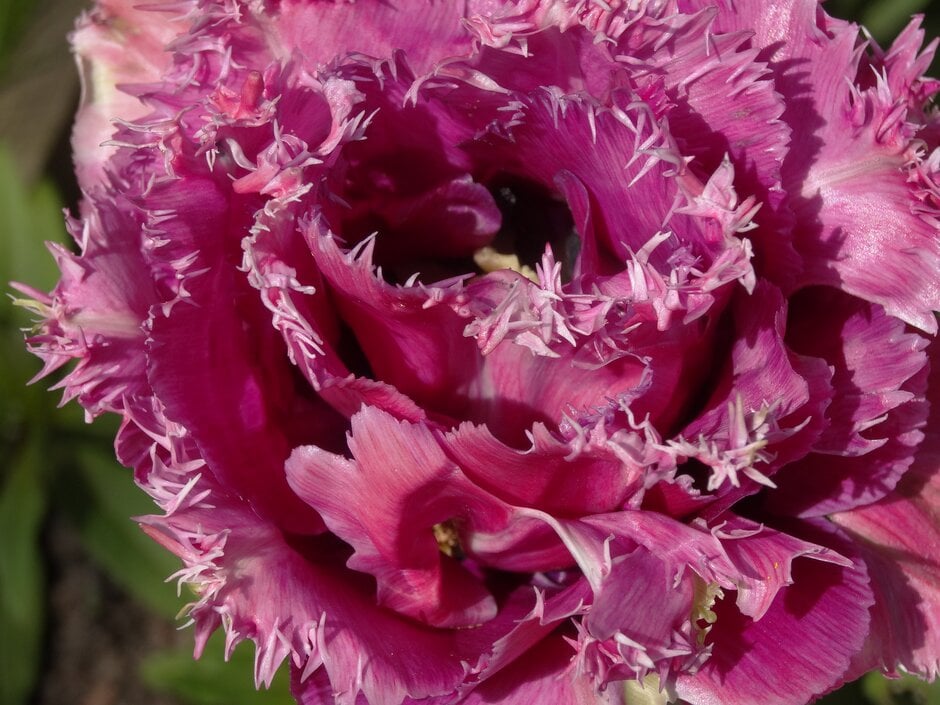 tulip 'Mascotte'