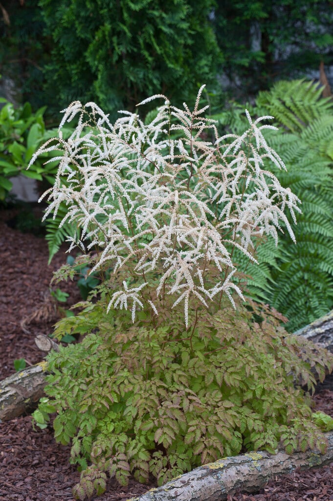 goat's beard 'Woldemar Meier'