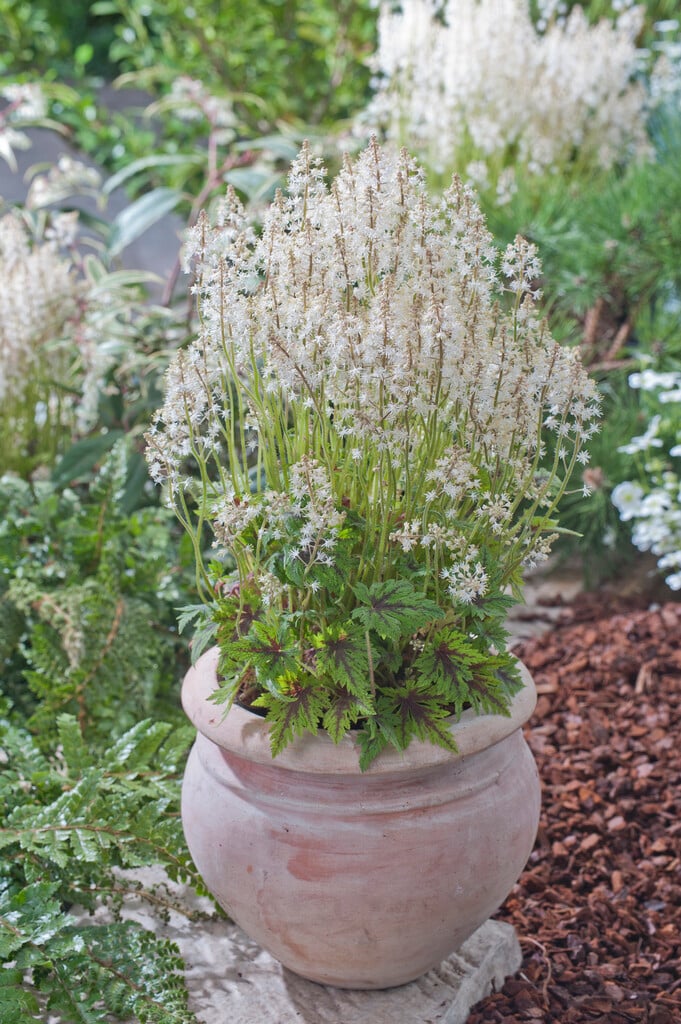 foam flower 'Timbuktu'