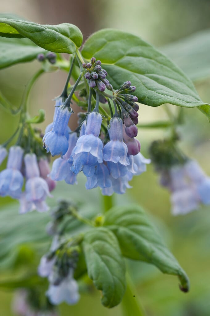 <i>Mertensia</i> <i>sibirica</i>
