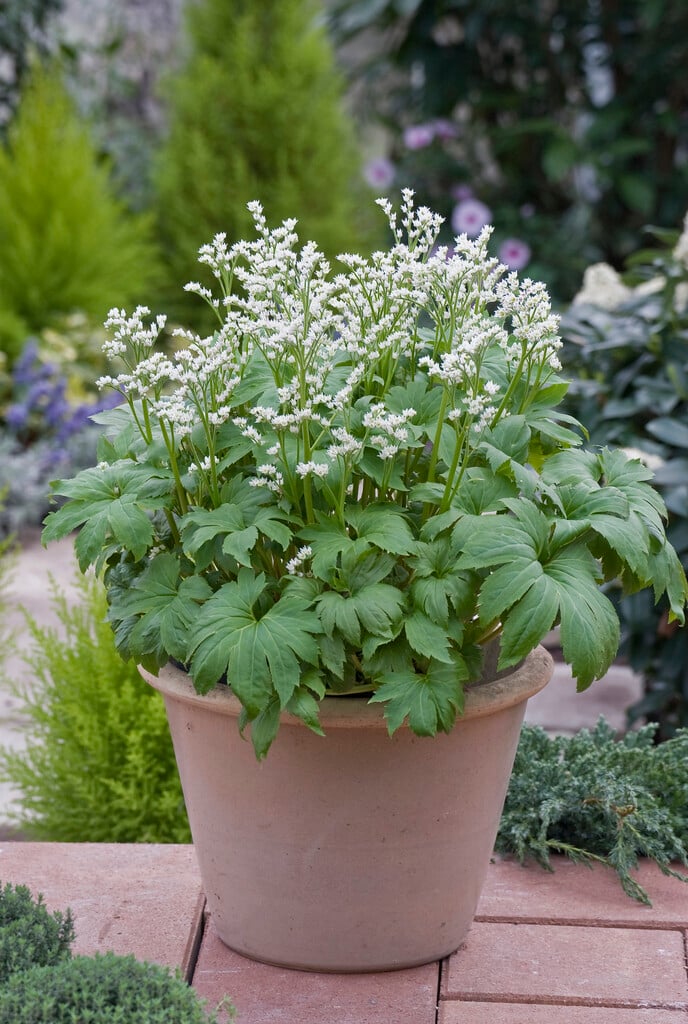 mukdenia 'Karasuba'