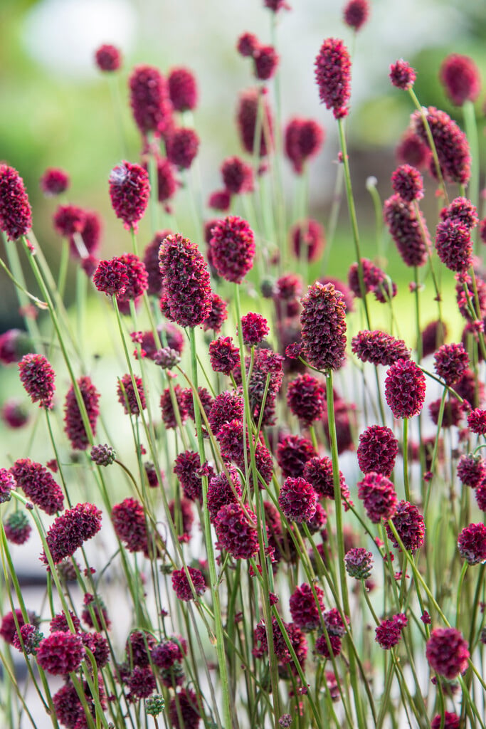 burnet 'Proud Mary'