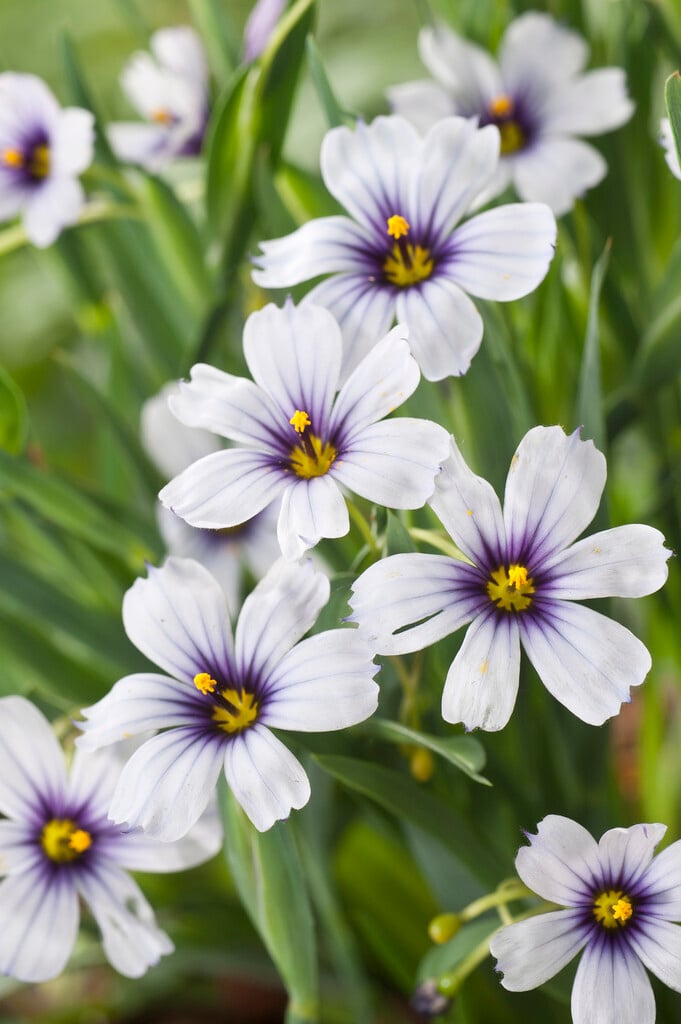 blue-eyed grass 'Dragon's Eye'