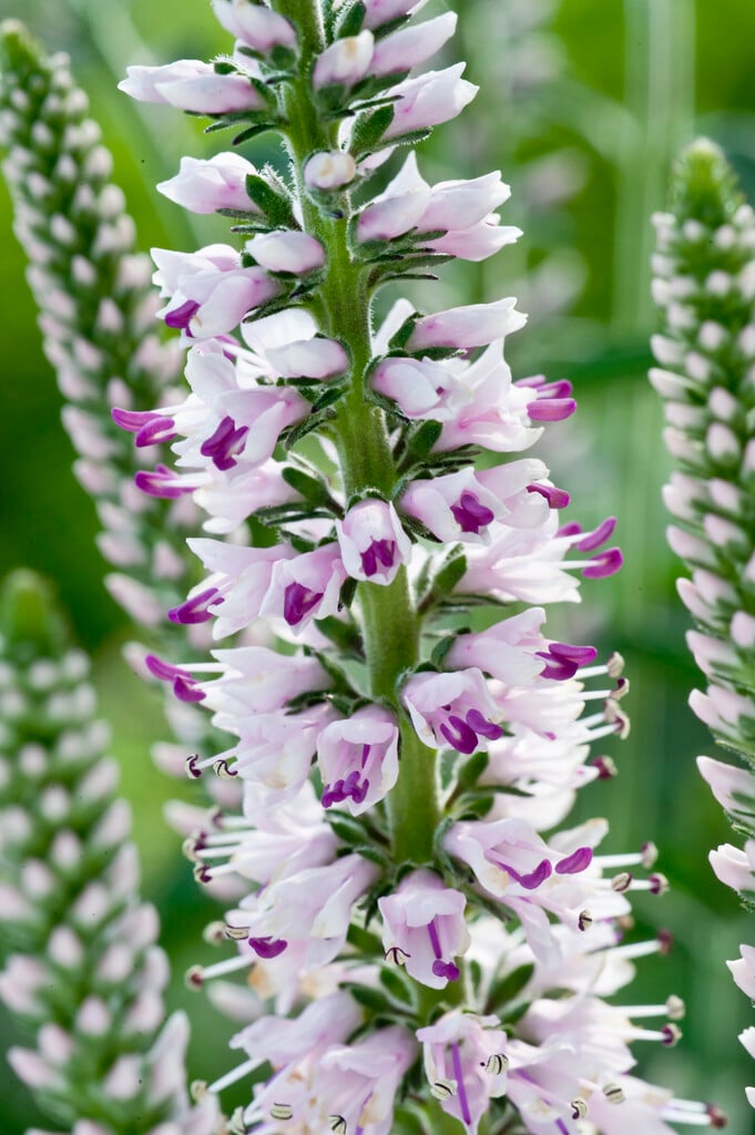 garden speedwell 'Pink Eveline'