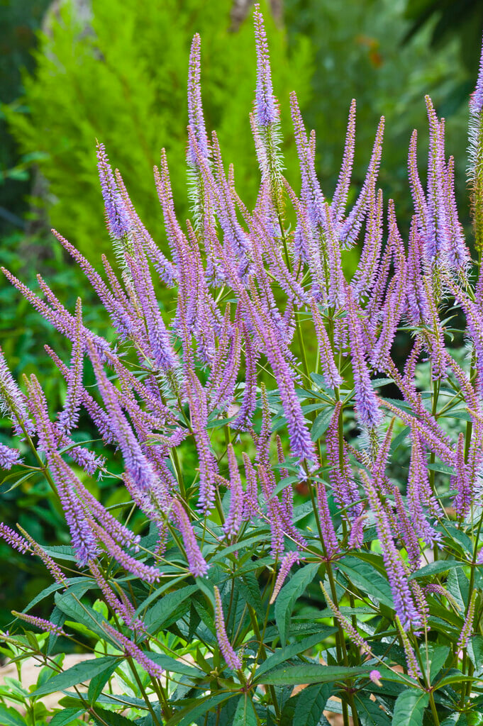 <i>Veronica</i> <i>longifolia</i> 'Fascination'