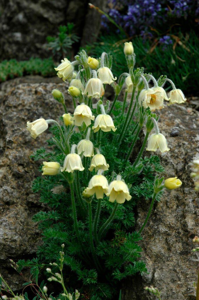 Albanian pasqueflower
