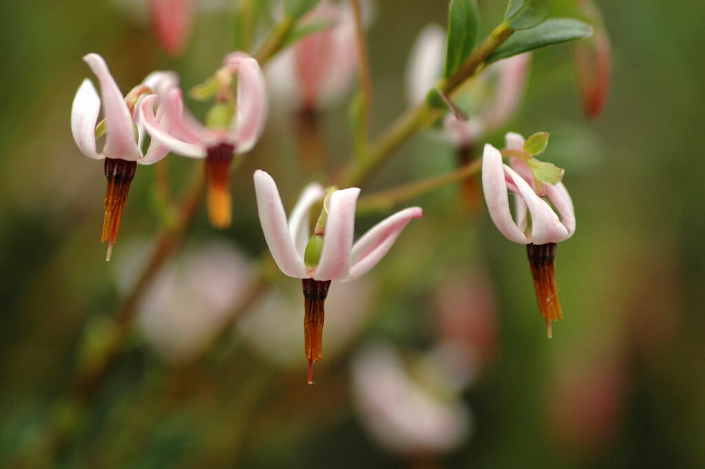 American cranberry