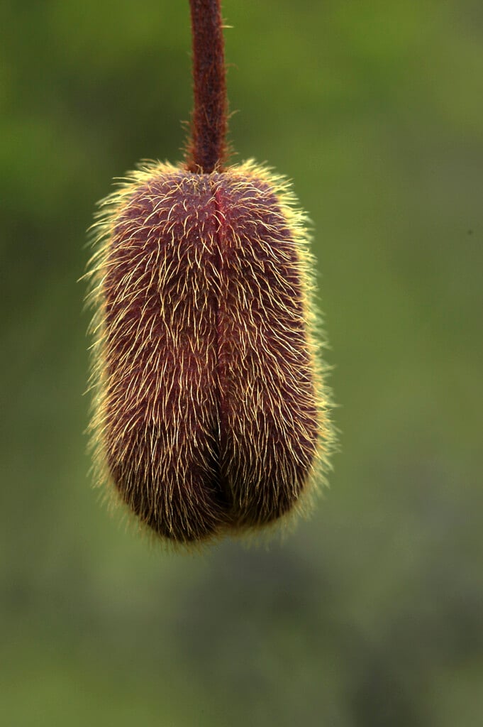 <i>Meconopsis</i> <i>punicea</i>