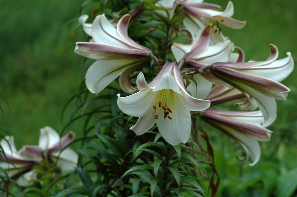 Sargent's lily