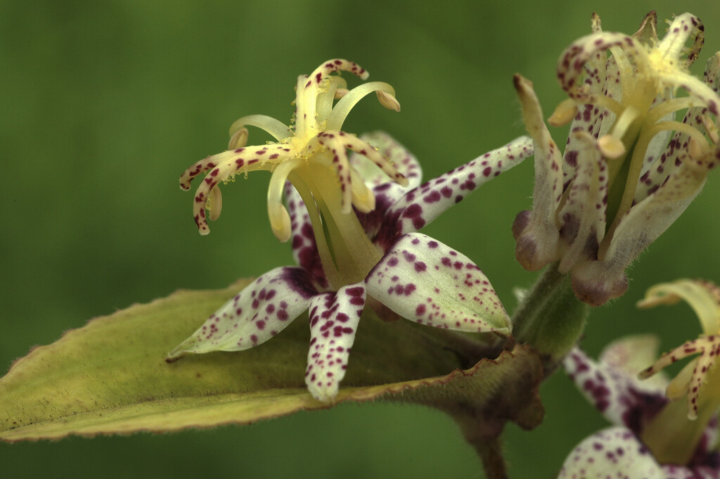 <i>Tricyrtis</i> <i>affinis</i>