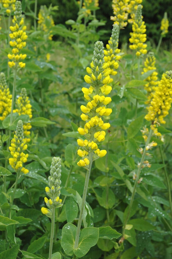 Carolina lupin
