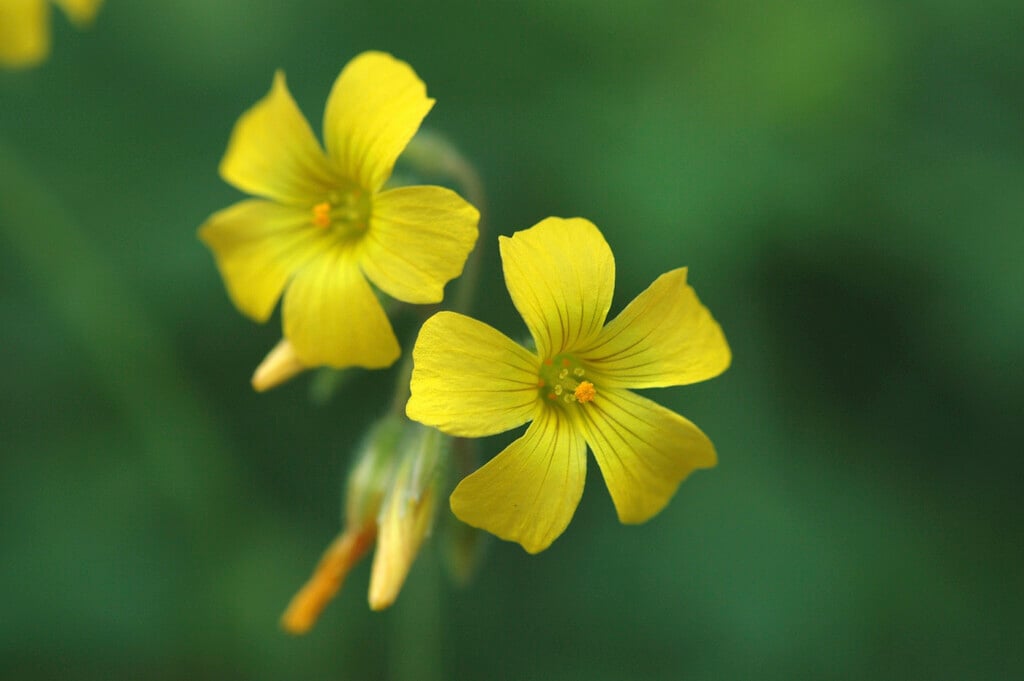 <i>Oxalis</i> <i>teneriensis</i>